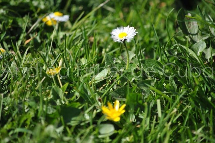 flower, freshness, fragility, petal, growth, yellow, flower head, beauty in nature, blooming, daisy, plant, nature, field, green color, white color, in bloom, grass, high angle view, focus on foreground, wildflower