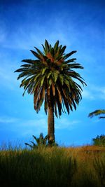 Low angle view of tree on field against blue sky