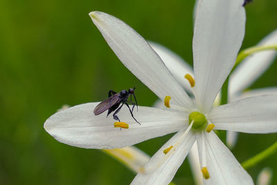 Close-up of insect on flower