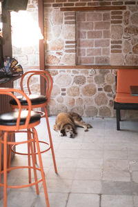 Dog relaxing on tiled floor