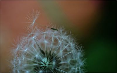 Close-up of dandelion flower