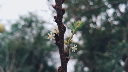 Close-up of flower tree