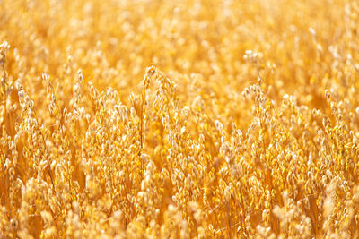 Golden oat straws warm summer day rural field. cereal spike ready harvest, agricultural background