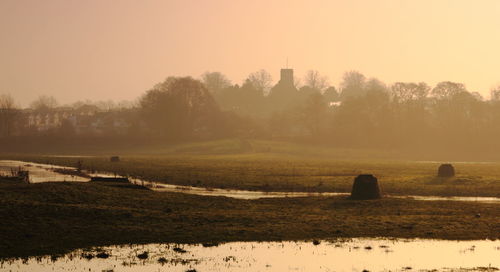 Bare trees on field