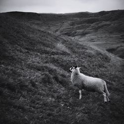 Sheep standing on grass