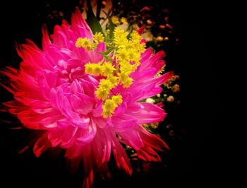 Close-up of pink dahlia blooming against black background