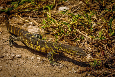 Close-up of lizard