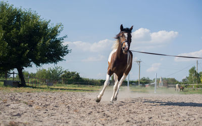 View of horse on field against sky