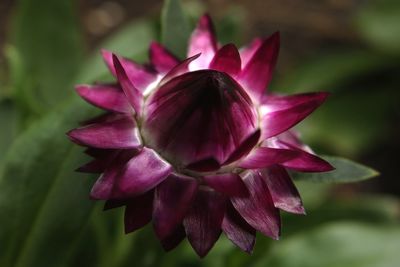 Close-up of pink flowers