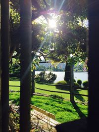 Sun shining through trees