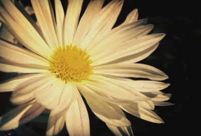 Close-up of yellow flower blooming outdoors