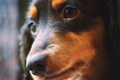Close-up of dog