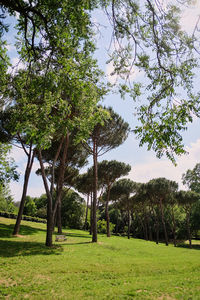 Trees on field against sky