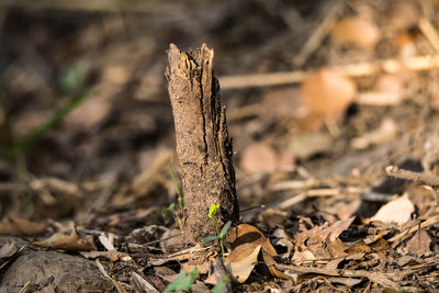 High angle view of dead plant on field