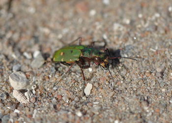 High angle view of insect on rock