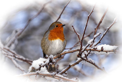 Bird perching on branch during winter