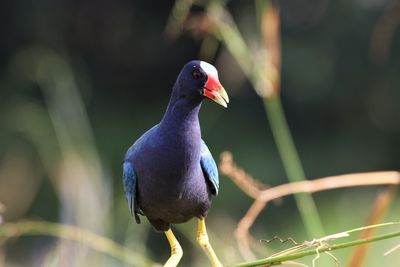 Close-up of bird perching on branch