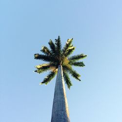 Low angle view of palm trees against clear blue sky