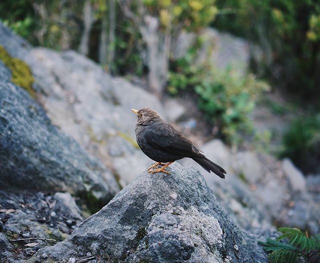 one animal, animal themes, animals in the wild, bird, wildlife, rock - object, focus on foreground, perching, nature, full length, close-up, black color, forest, tree, rock, day, outdoors, side view, beauty in nature, no people