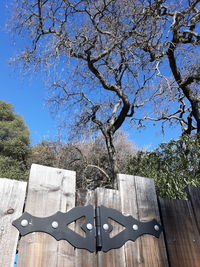 Low angle view of tree against blue sky