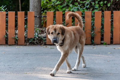 Dog standing on footpath