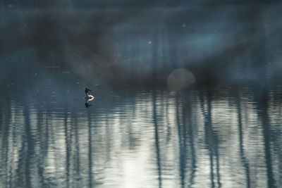 A great crested grebe swimming across a calm lake mid-summer in germany