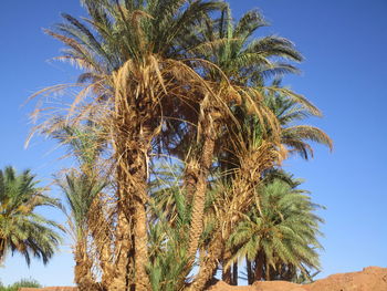 Low angle view of palm tree against blue sky