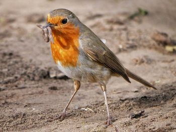 Close-up of a bird perching on a field