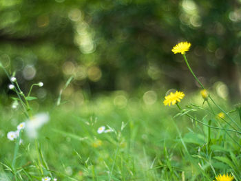 Close-up of yellow flowering plant on field