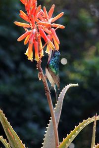 Close-up of red flowering plant