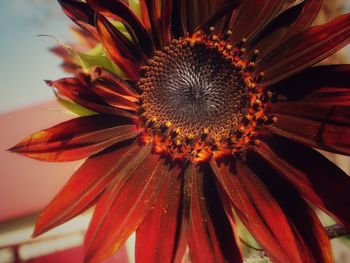 Close-up of red flower