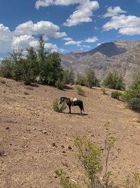 Horse in a field