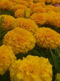 Close-up of yellow marigold blooming outdoors