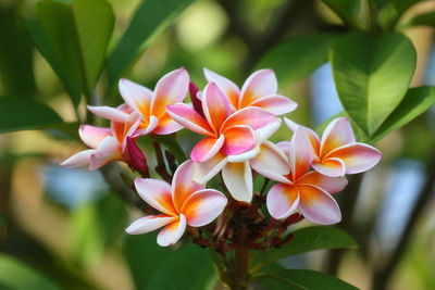 Close-up of frangipani on plant