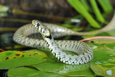 Close-up of snake on leaves in lake
