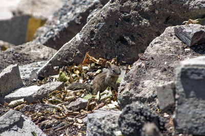 Close-up of lizard on rock