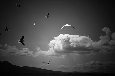 Low angle view of seagulls flying in sky