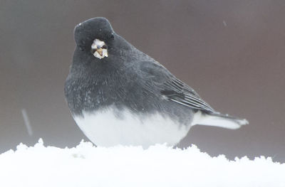 Close-up of bird perching on snow