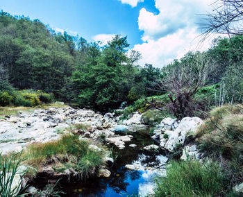 Scenic view of river amidst trees in forest against sky