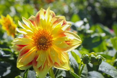 Close-up of yellow flower blooming outdoors