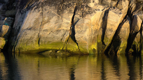 Reflection of trees in water