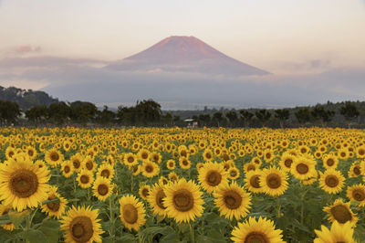 Scenic view of sunflower field against cloudy sky