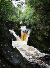 Scenic view of waterfall in forest