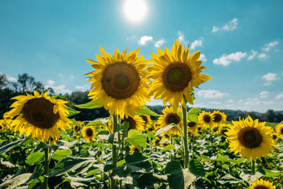 Sunflowers blooming on field against sky