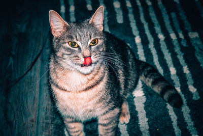 Close-up portrait of a cat