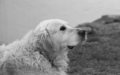 Close-up of dog by lake