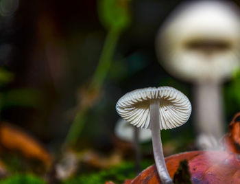 Close-up of plant against blurred background