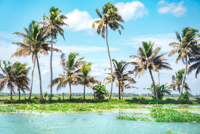 Palm trees on beach against sky