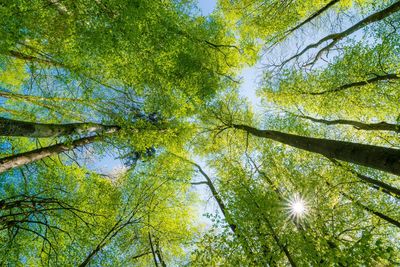 Low angle view of tree against sky