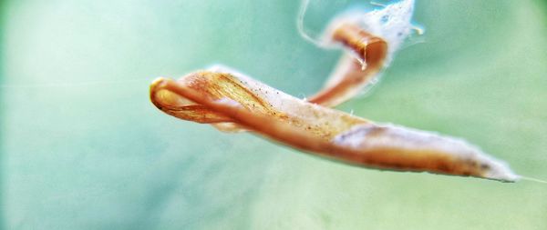 Close-up of jellyfish swimming in sea